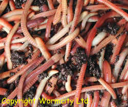 dendra worms